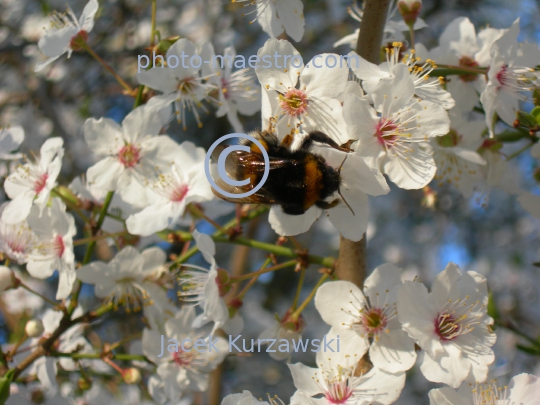 Poland,Torun,Kuyavian-Pomeranian Voivodeship,spring,nature,flowers,bumblebee,bumblebee on the flower