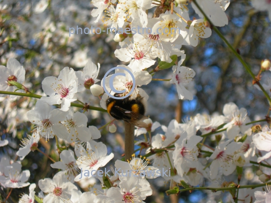 Poland,Torun,Kuyavian-Pomeranian Voivodeship,spring,nature,flowers,bumblebee,bumblebee on the flower