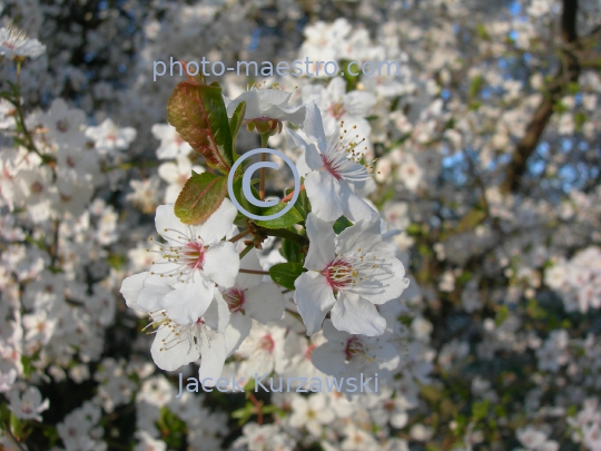 Poland,Torun,Kuyavian-Pomeranian Voivodeship,spring,nature,flowers,bumblebee,bumblebee on the flower