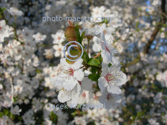 Poland,Torun,Kuyavian-Pomeranian Voivodeship,spring,nature,flowers,bumblebee,bumblebee on the flower