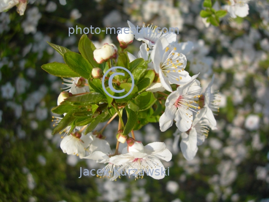 Poland,Torun,Kuyavian-Pomeranian Voivodeship,spring,nature,flowers,bumblebee,bumblebee on the flower