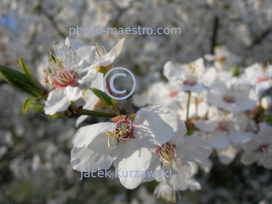 Poland,Torun,Kuyavian-Pomeranian Voivodeship,spring,nature,flowers,bumblebee,bumblebee on the flower