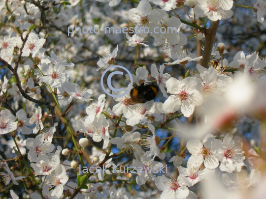 Poland,Torun,Kuyavian-Pomeranian Voivodeship,spring,nature,flowers,bumblebee,bumblebee on the flower