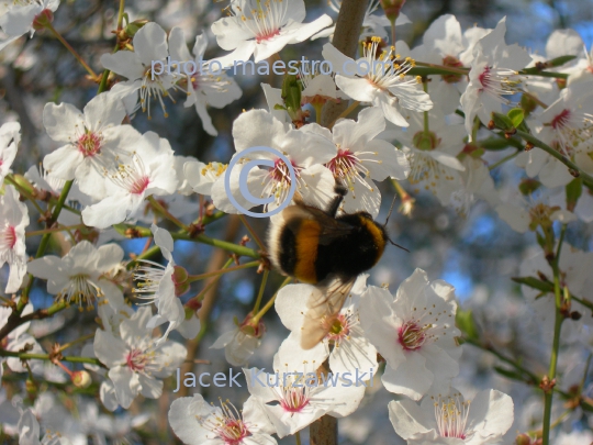 Poland,Torun,Kuyavian-Pomeranian Voivodeship,spring,nature,flowers,bumblebee,bumblebee on the flower