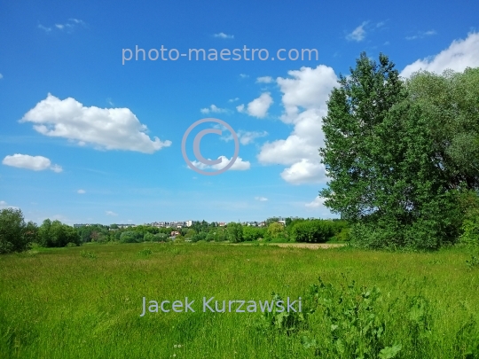 Poland,Torun,Kuyavian-Pomeranian Voivodeship,Torun,nature,Vistula river,Kaszczorek,summer