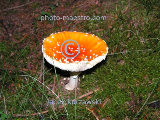 Poland,Turbacz,Gorce Mountains,Lesser Poland Voivodeship, toadstool,fly-agaric,nature