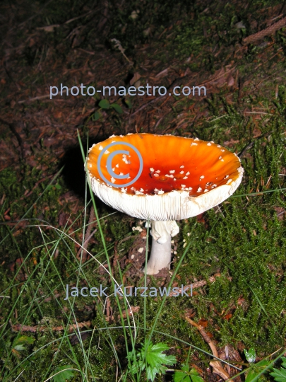 Poland,Turbacz,Gorce Mountains,Lesser Poland Voivodeship, toadstool,fly-agaric,nature