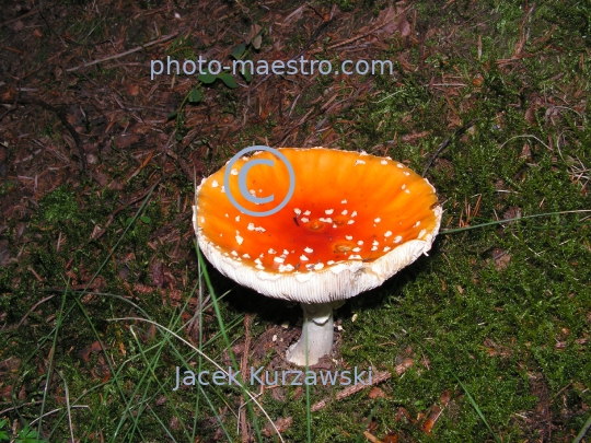 Poland,Turbacz,Gorce Mountains,Lesser Poland Voivodeship, toadstool,fly-agaric,nature