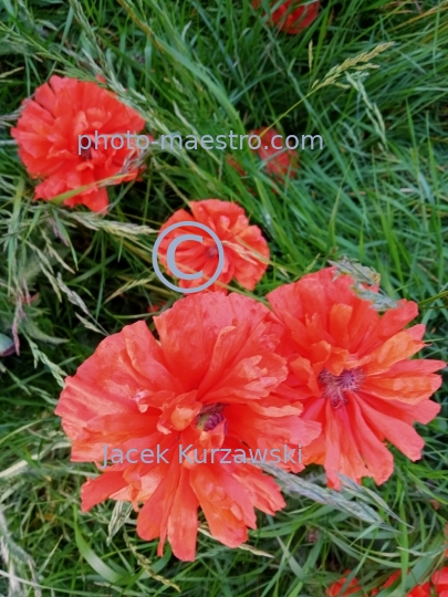 poppy,flowers,nature,field,spring