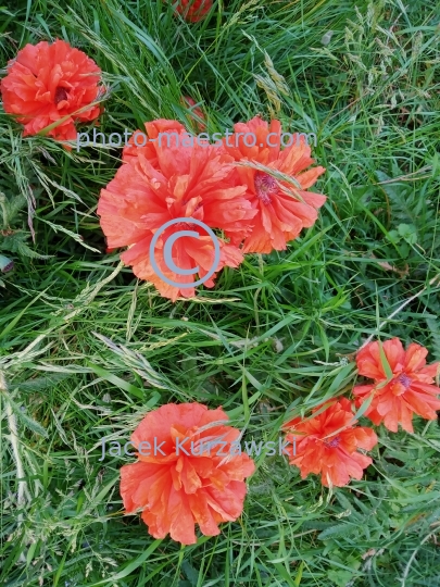 poppy,flowers,nature,field,spring