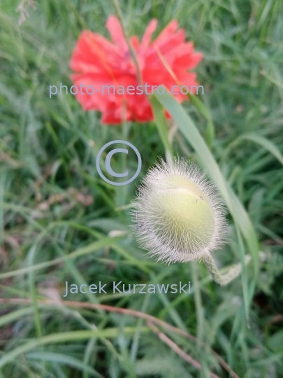 poppy,flowers,nature,field,spring