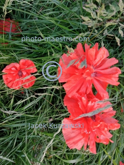 poppy,flowers,nature,field,spring