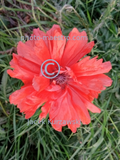 poppy,flowers,nature,field,spring