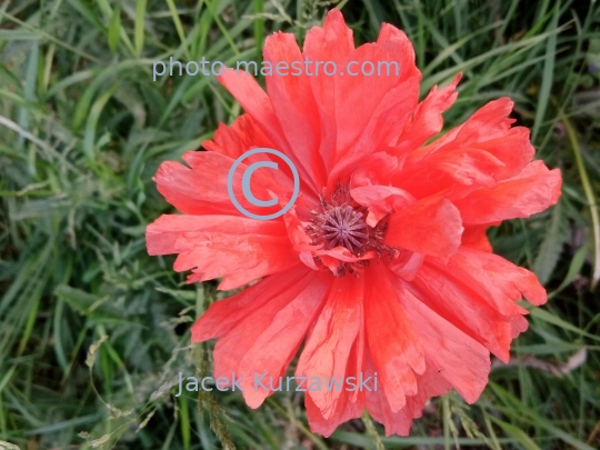 poppy,flowers,nature,field,spring