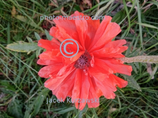 poppy,flowers,nature,field,spring