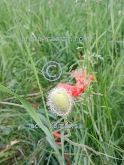 poppy,flowers,nature,field,spring