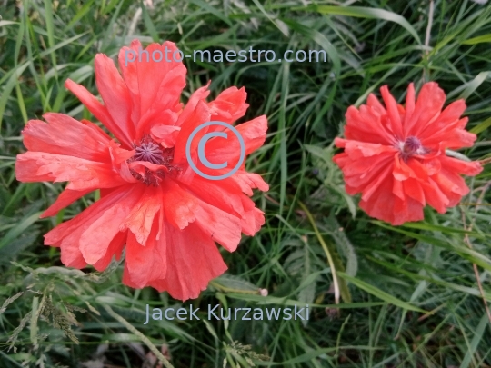 poppy,flowers,nature,field,spring