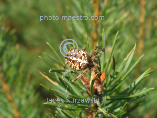 Spider on the pine