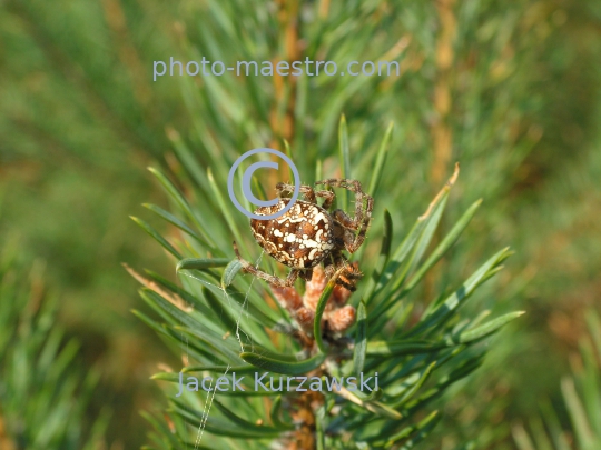 Spider on the pine