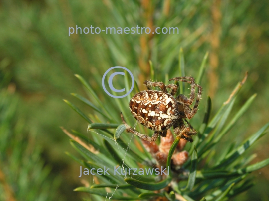 Spider on the pine