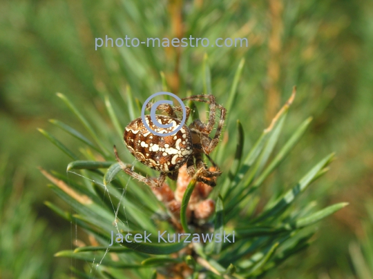 Spider on the pine