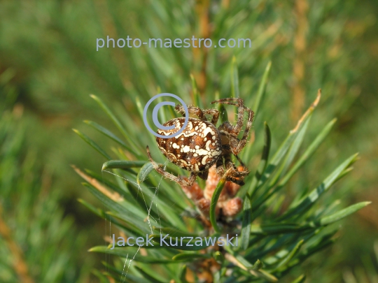 Spider on the pine