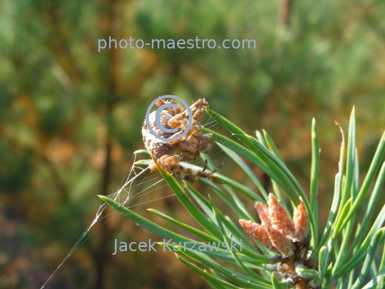 Spider on the pine