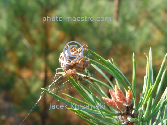 Spider on the pine