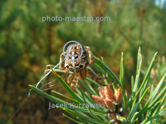 Spider on the pine