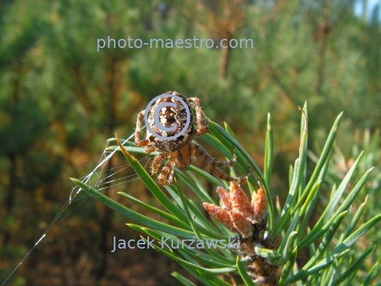 Spider on the pine