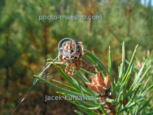 Spider on the pine