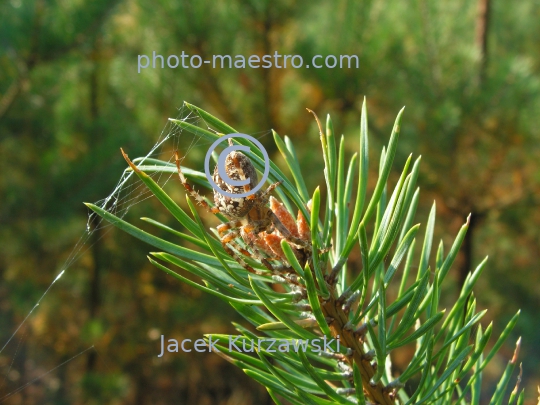 Spider on the pine