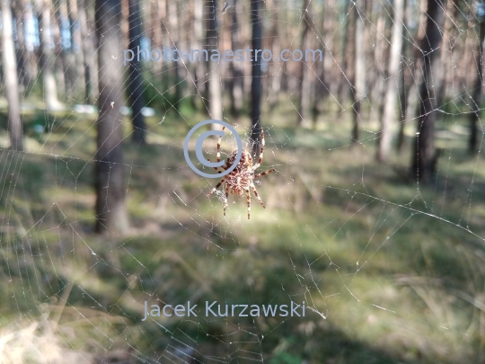 spider,spider in forest,summer