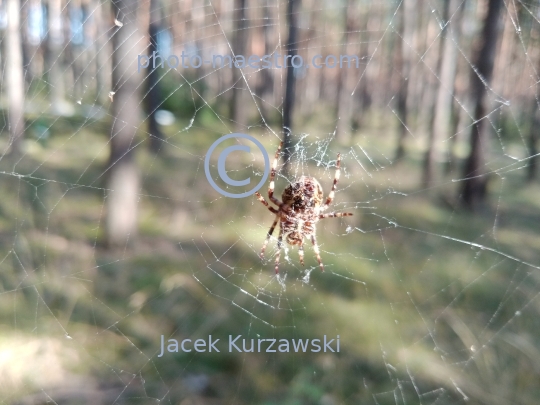 spider,spider in forest,summer