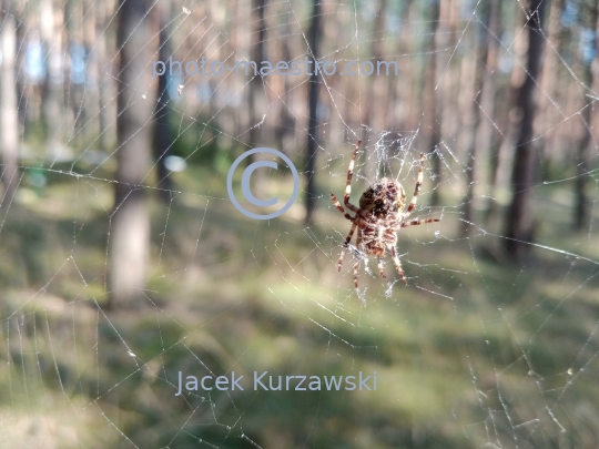 spider,spider in forest,summer