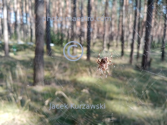 spider,spider in forest,summer