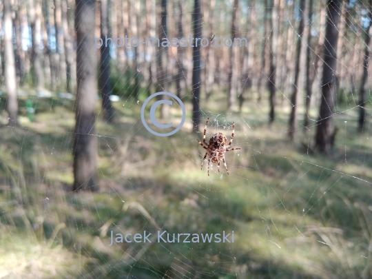 spider,spider in forest,summer