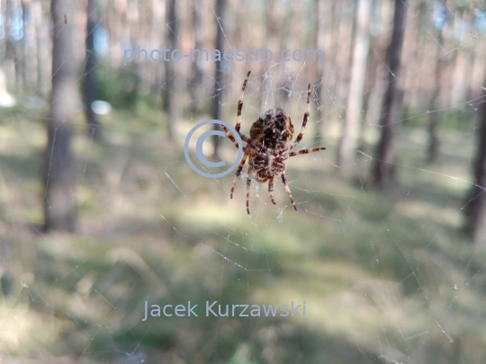 spider,spider in forest,summer