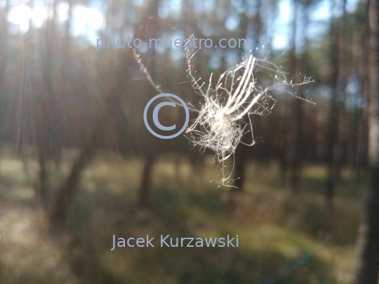 spider,spider in forest,summer