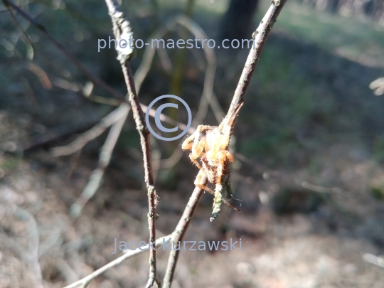 spider,spider in forest,summer