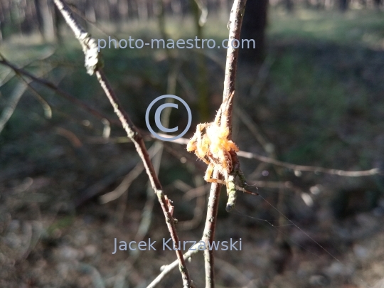 spider,spider in forest,summer