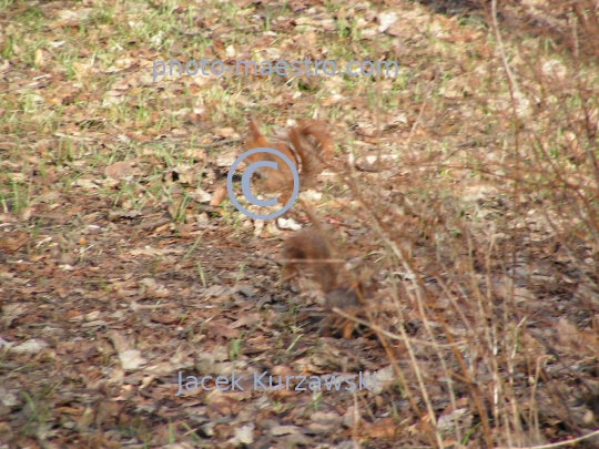 squirrel,park,winter,autumn