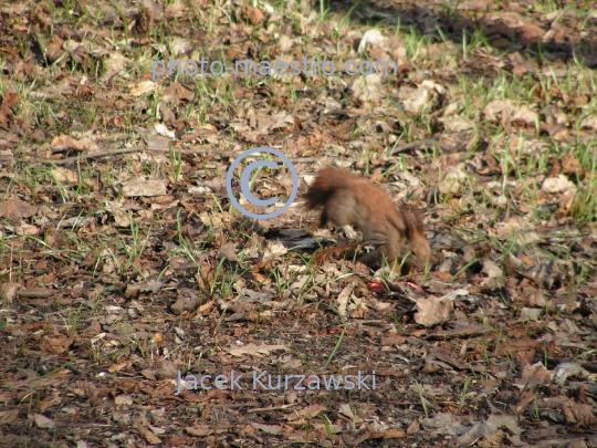 squirrel,park,winter,autumn