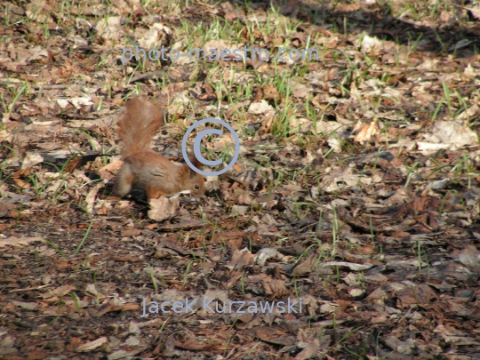 squirrel,park,winter,autumn