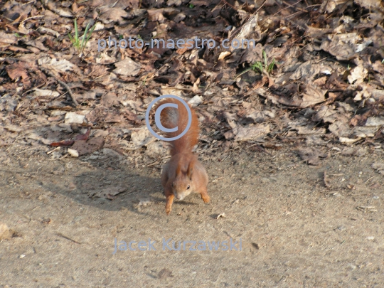 squirrel,park,winter,autumn