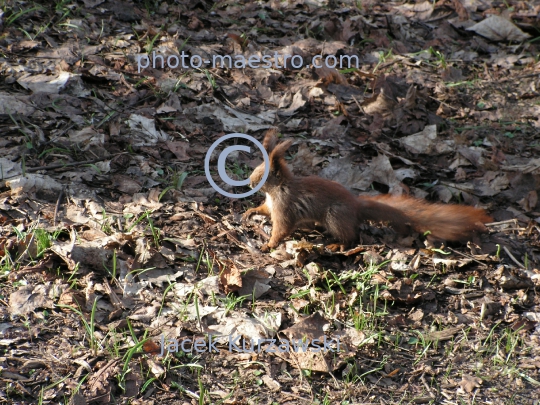 squirrel,park,winter,autumn