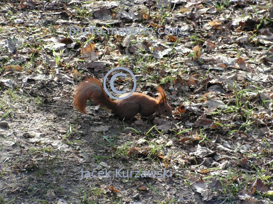 squirrel,park,winter,autumn