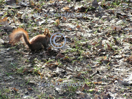 squirrel,park,winter,autumn