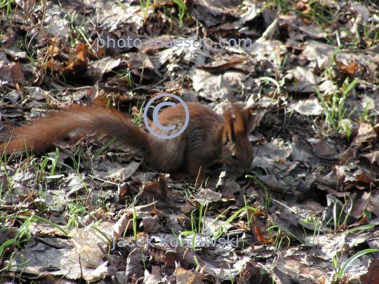 squirrel,park,winter,autumn