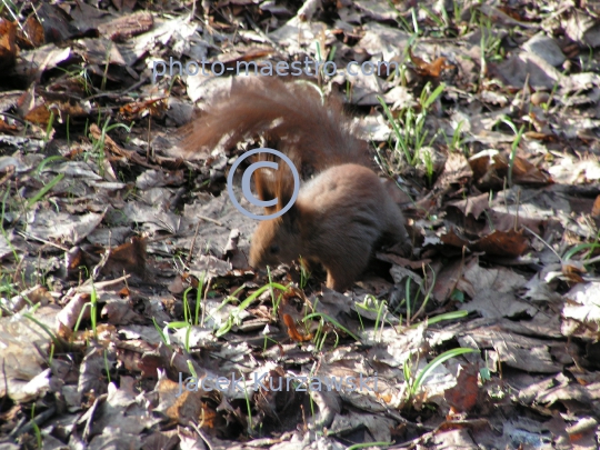 squirrel,park,winter,autumn